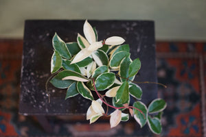 Open image in slideshow, Hoya Carnosa &#39;Krimson Queen&#39; - Greenly Plant Co
