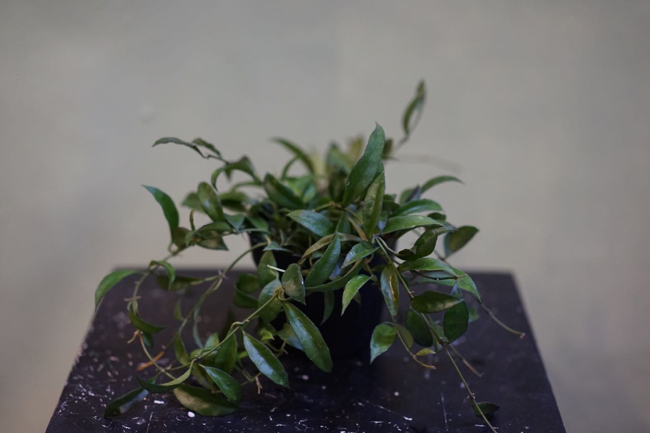 Hoya Lacunosa - Greenly Plant Co