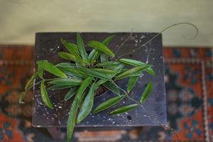 Open image in slideshow, Hoya Minibelle - Greenly Plant Co

