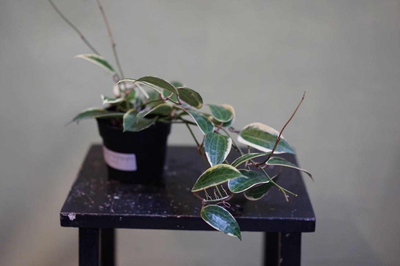 Hoya Macrophylla - Greenly Plant Co