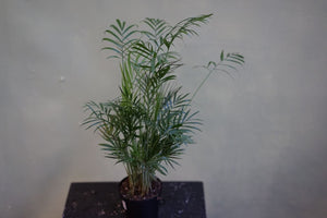 Palm Neanthe Bella - Greenly Plant Co