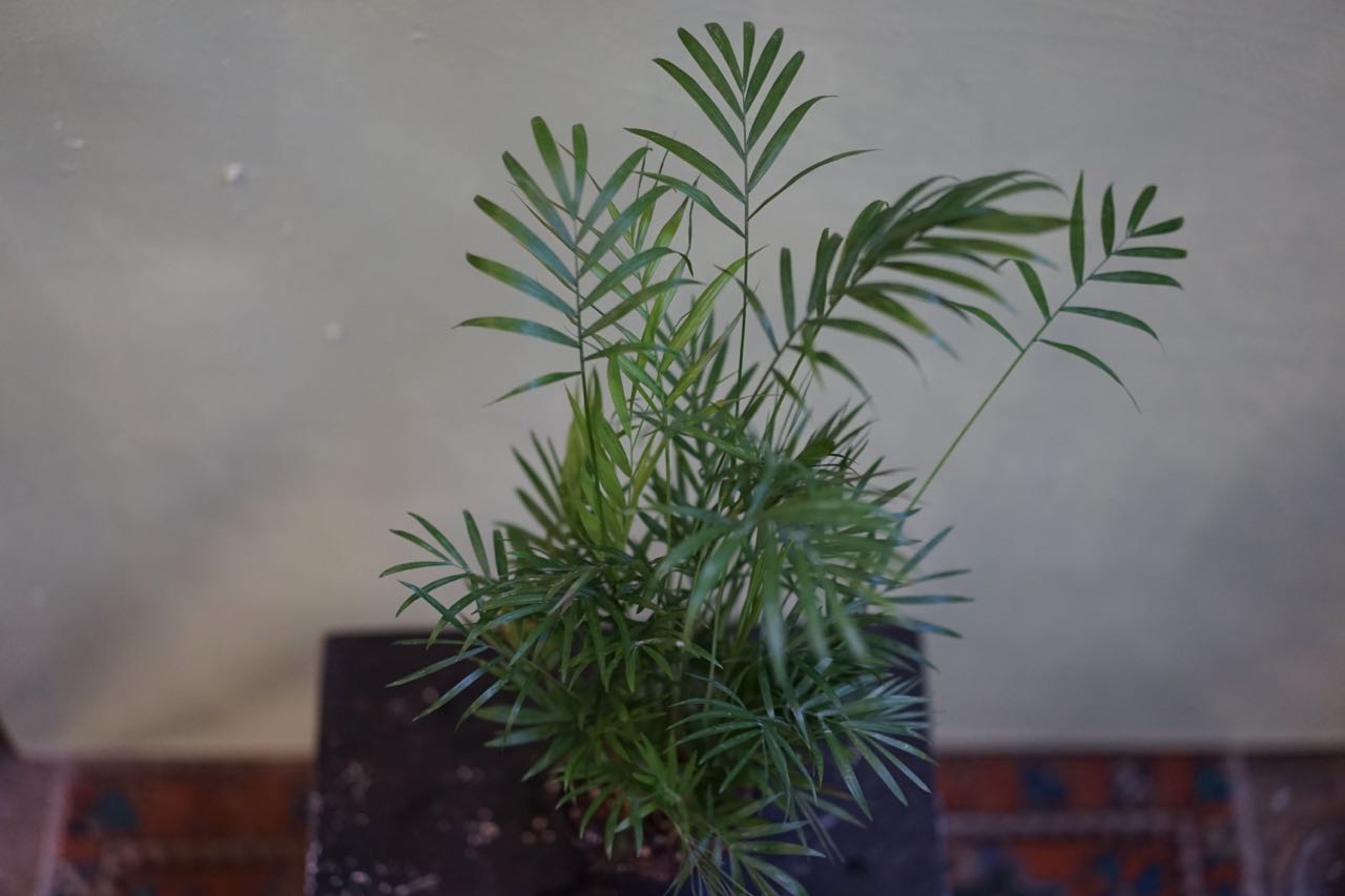 Palm Neanthe Bella - Greenly Plant Co