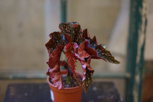 Crackling Rose Begonia - Greenly Plant Co