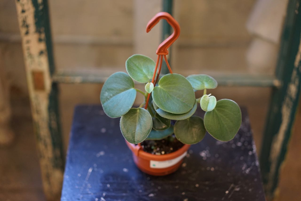 Peperomia Incana - Greenly Plant Co