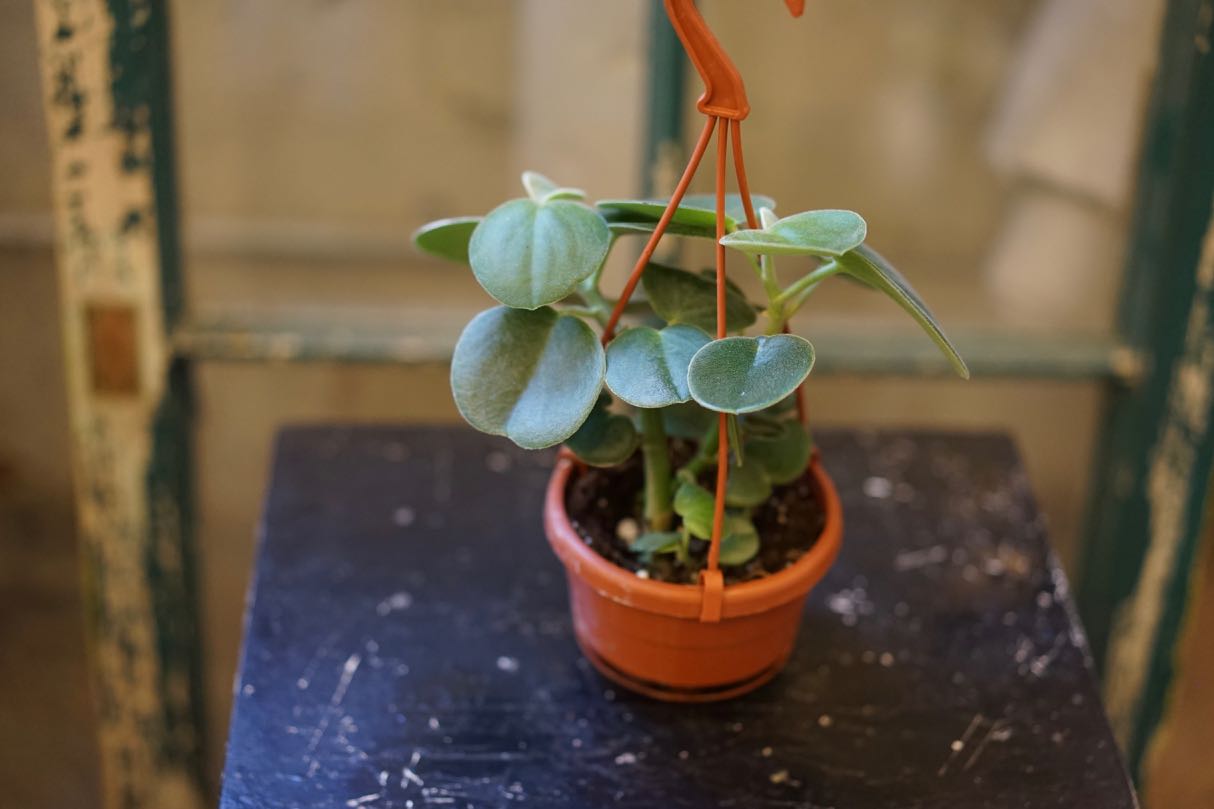 Peperomia Incana - Greenly Plant Co