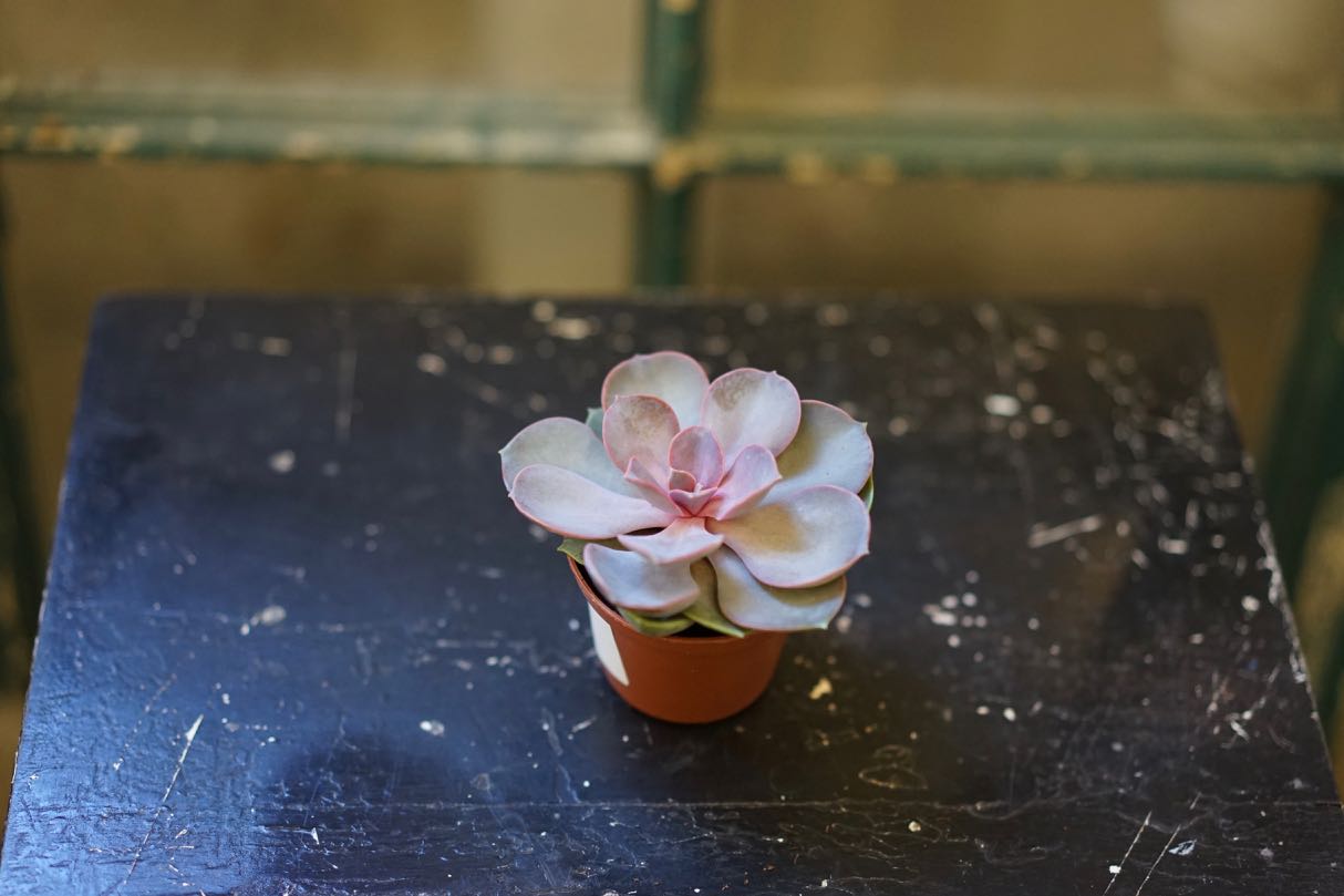 Echeveria Succulent 'Purple Pearl' - Greenly Plant Co