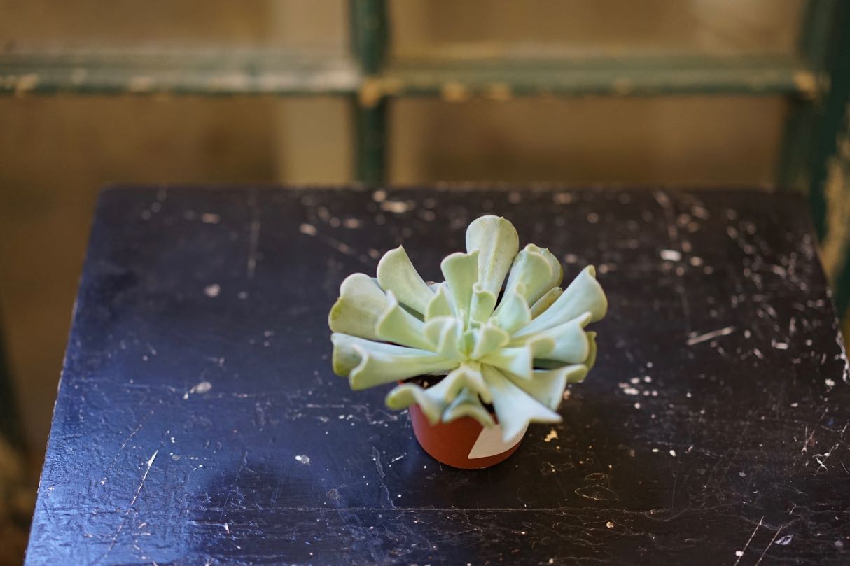 Echeveria Succulent 'Topsy Turvy' - Greenly Plant Co