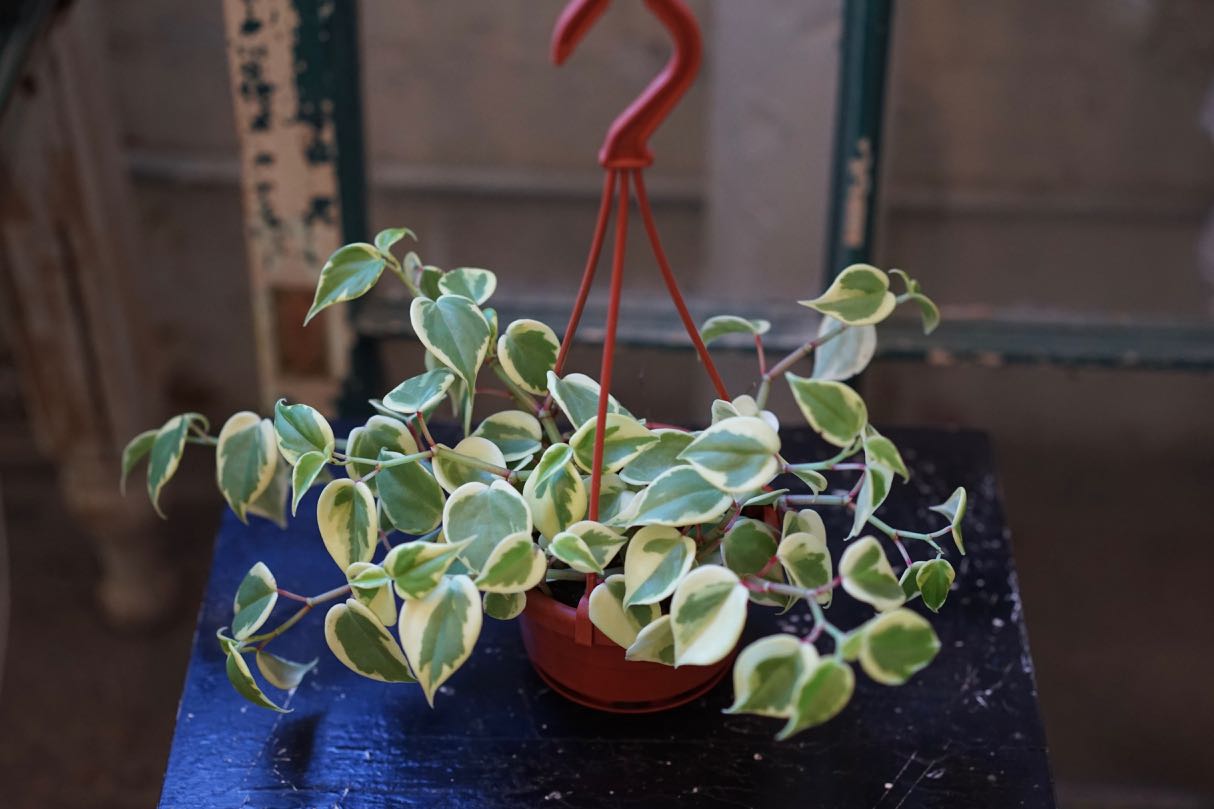 Peperomia Scandens Variegata - Greenly Plant Co