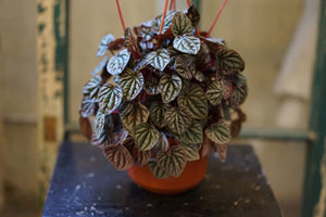 Open image in slideshow, Peperomia Caperata - &#39;Ripple Red&#39; - Greenly Plant Co
