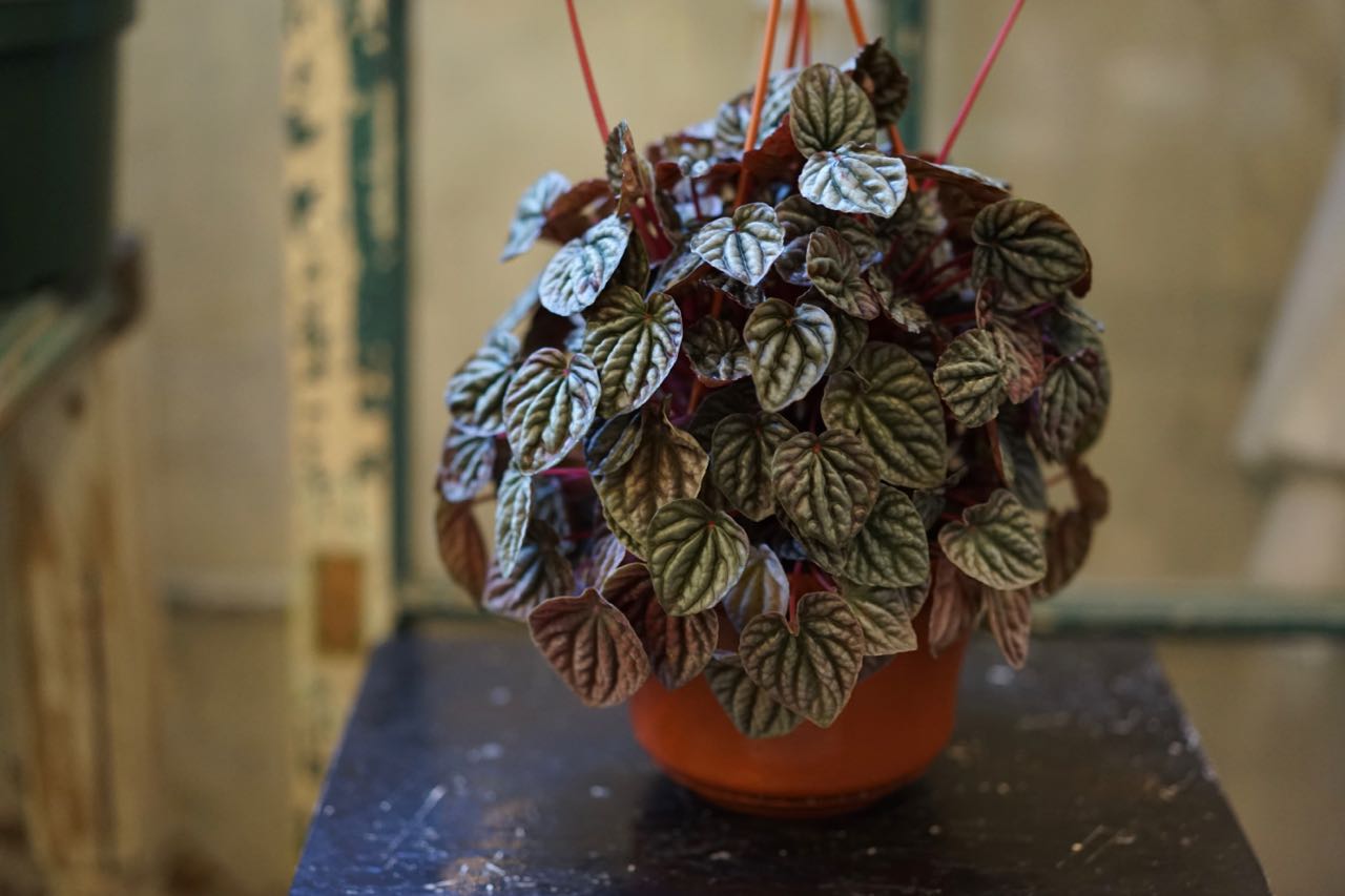 Peperomia Caperata - 'Ripple Red' - Greenly Plant Co