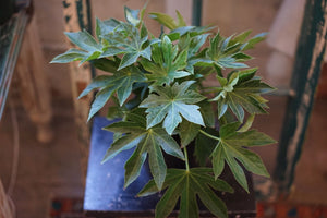 Fatsia Spider Web - Greenly Plant Co