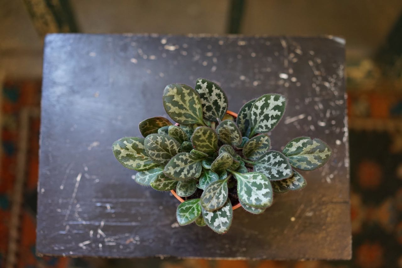 Primulina Yungfuensis 'Frosted Jade' - Greenly Plant Co