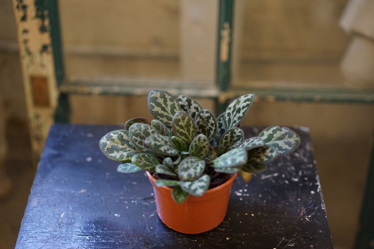Primulina Yungfuensis 'Frosted Jade' - Greenly Plant Co