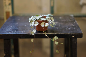 Ceropegia Woodii 'String of Hearts' - Greenly Plant Co