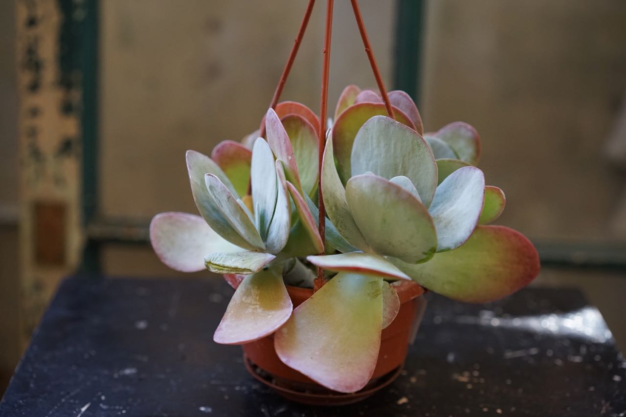 Flapjack Kalanchoe - Greenly Plant Co
