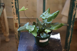 Hemionitis Arifolia - 'Heartleaf Fern' - Greenly Plant Co
