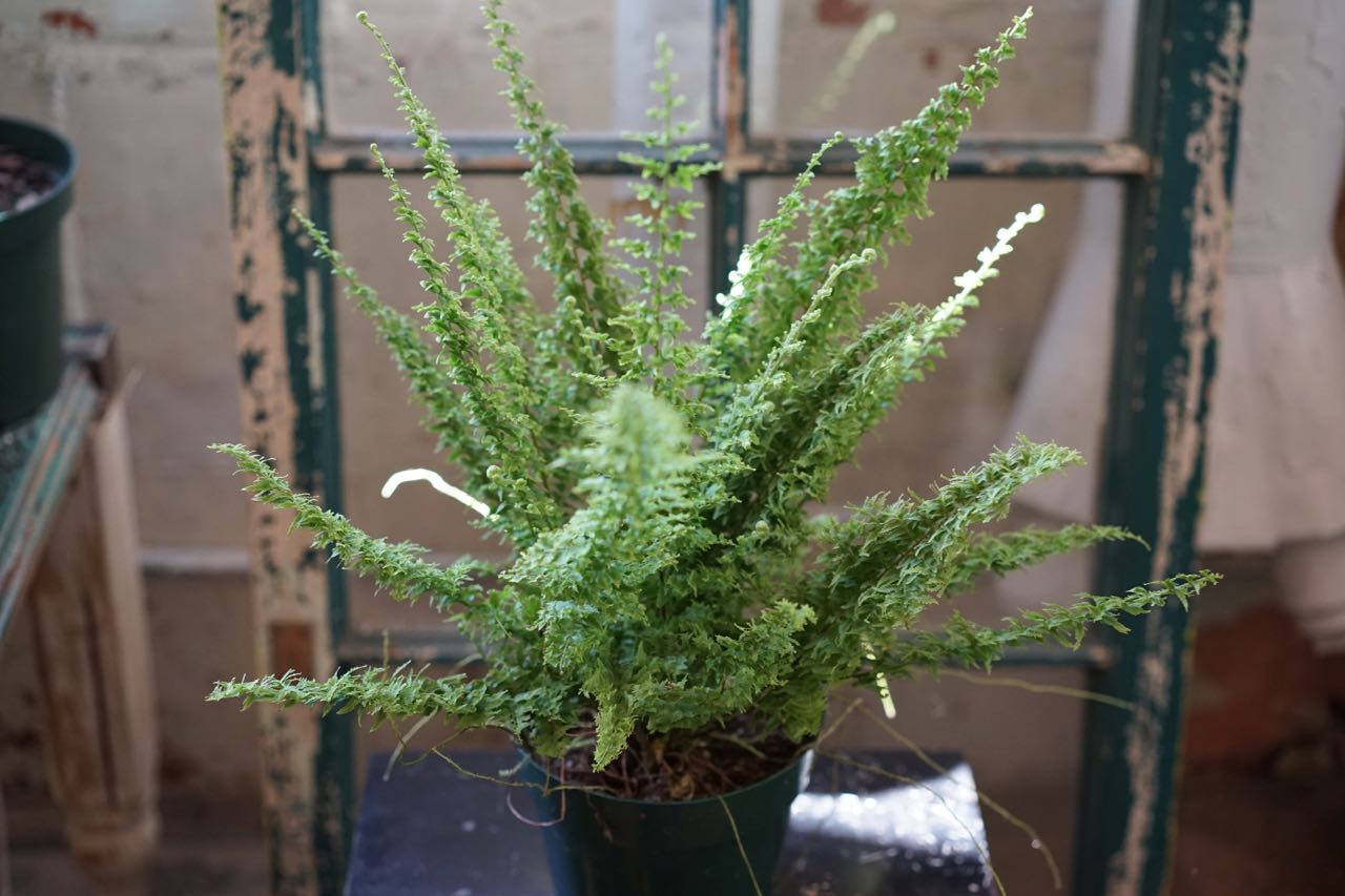 Emerald Vase Fern - Greenly Plant Co