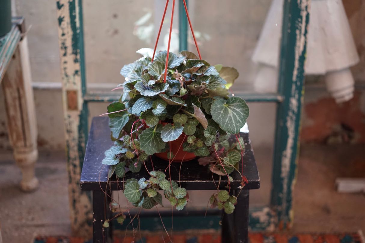 Strawberry Begonia - Greenly Plant Co