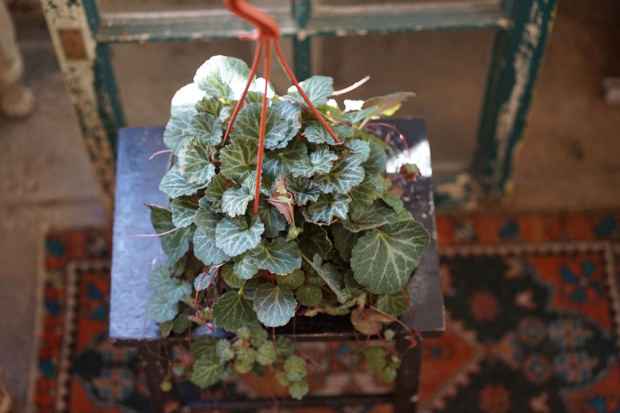Strawberry Begonia - Greenly Plant Co