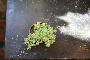 Sedum Spurium Variegated - Greenly Plant Co