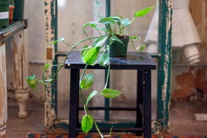 Pinnatum Green - Greenly Plant Co