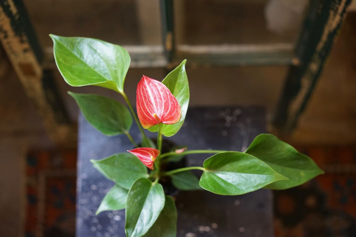 Anthurium Livium - Greenly Plant Co