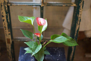 Anthurium Livium - Greenly Plant Co