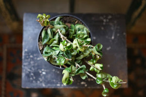 Hoya Rope - Greenly Plant Co