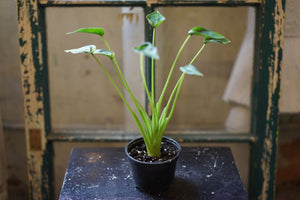Alocasia Tiny Dancer - Greenly Plant Co