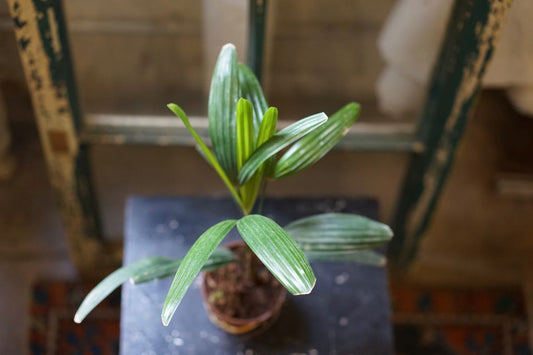 Palm Rhapsis - Greenly Plant Co