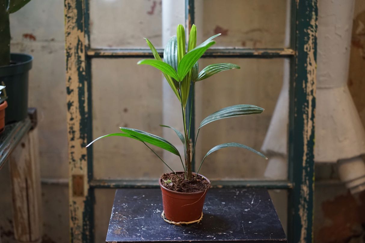 Palm Rhapsis - Greenly Plant Co