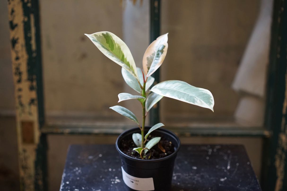 Ficus Rubber Tineke - Greenly Plant Co