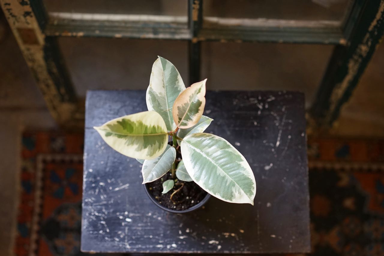 Ficus Rubber Tineke - Greenly Plant Co