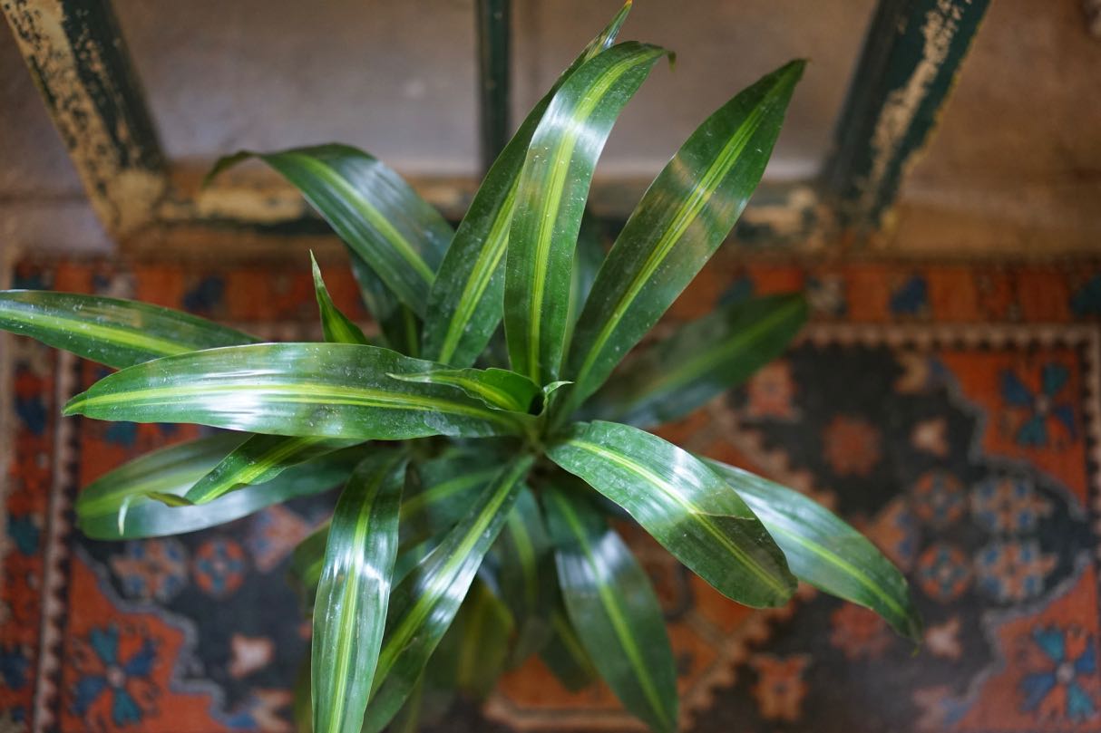 Dracaena Hawaiian Sunshine - Greenly Plant Co