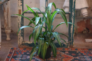 Dracaena Hawaiian Sunshine - Greenly Plant Co