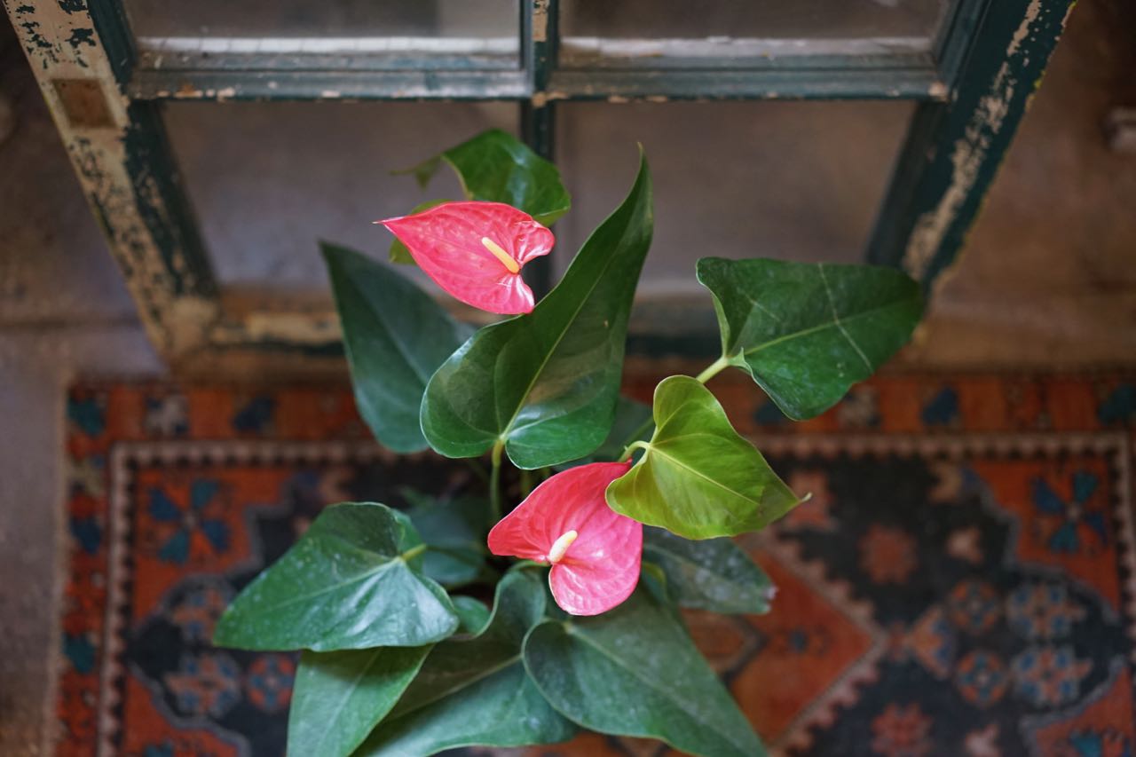 Anthurium Pink - Greenly Plant Co