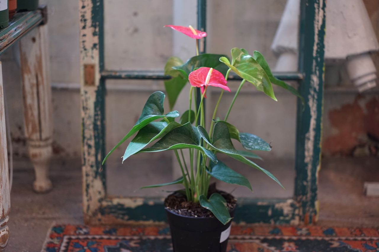 Anthurium Pink - Greenly Plant Co