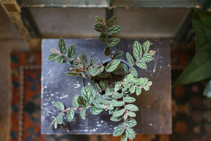 Pellionia Pulchra 'Watermelon Vine' - Greenly Plant Co