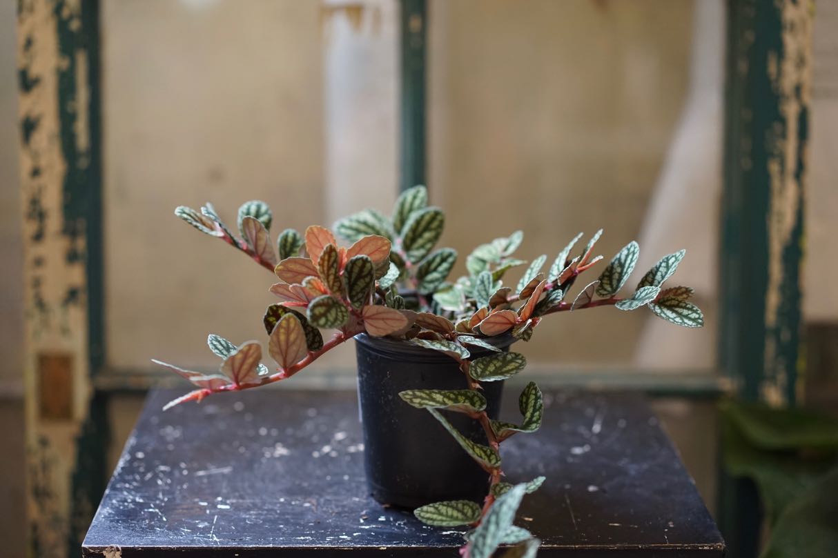 Pellionia Pulchra 'Watermelon Vine' - Greenly Plant Co