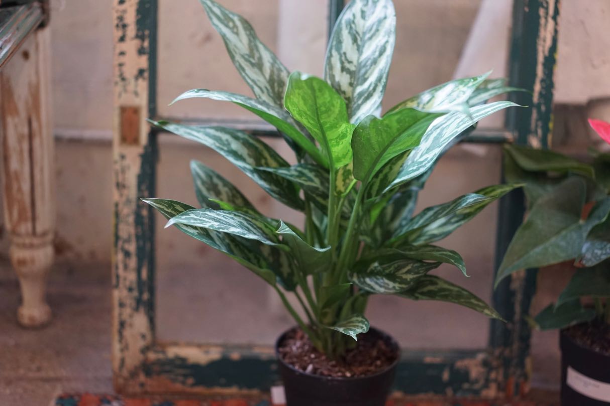 Aglaonema Tigress - Greenly Plant Co