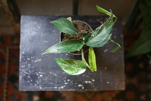 Pinnatum Albo Variegated - Greenly Plant Co