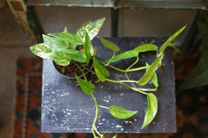 Pinnatum Neon Variegated - Greenly Plant Co