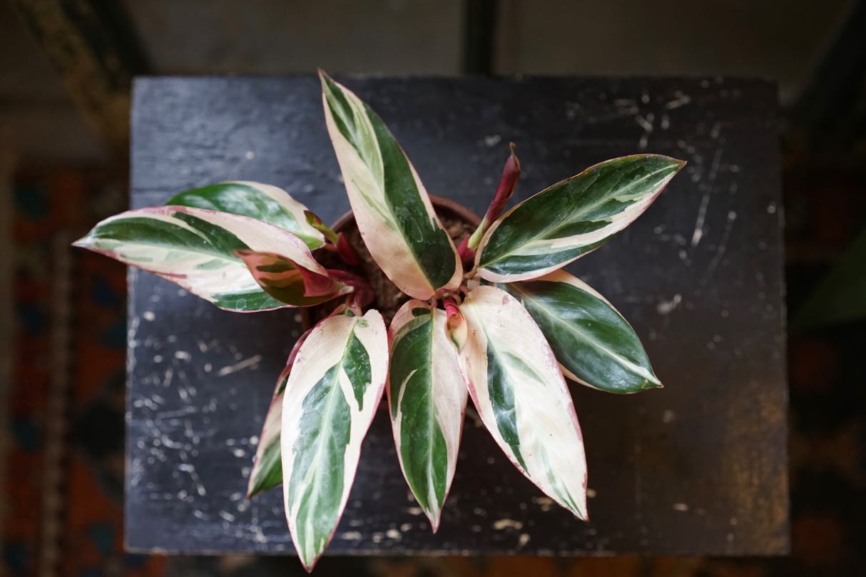 Stromanthe Triostar - Greenly Plant Co