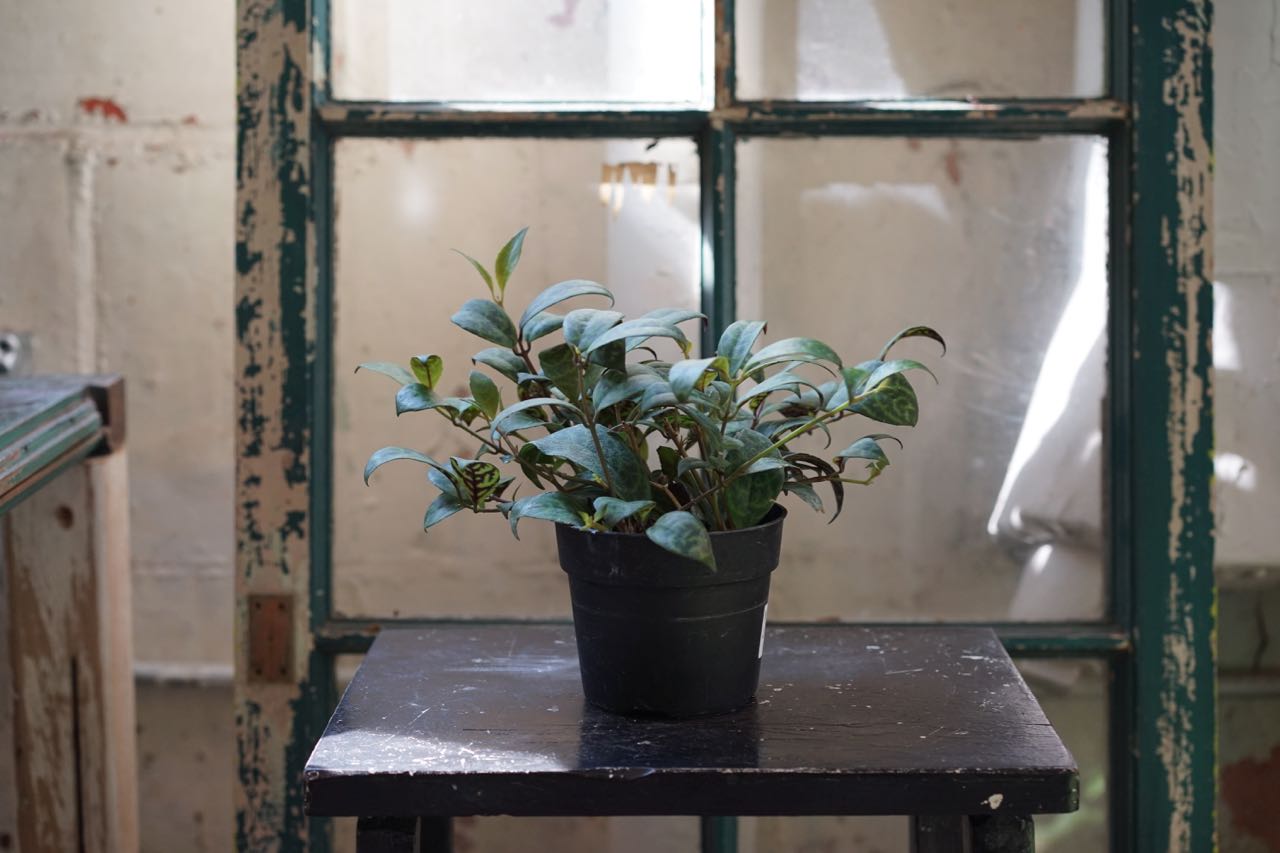 Aeschynanthus 'Lipstick Plant' Black Pagoda
