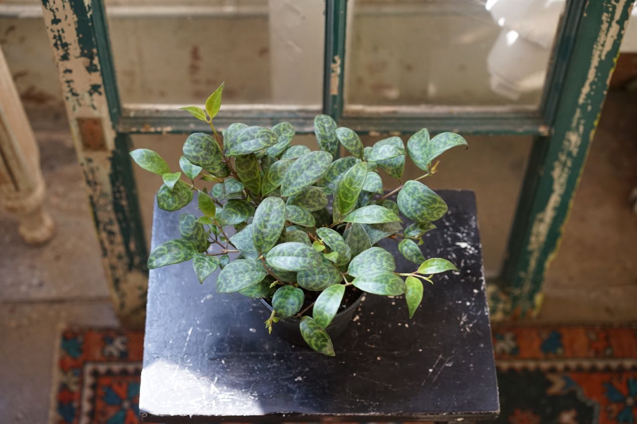 Aeschynanthus 'Lipstick Plant' Black Pagoda