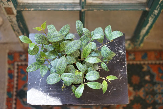 Aeschynanthus 'Lipstick Plant' Black Pagoda