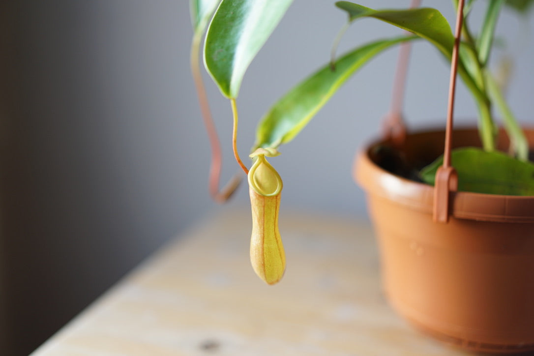Nepenthes Alata 'Pitcher Plant' - Greenly Plant Co