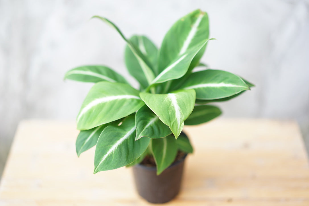 Spathiphyllum Silver Streak 'Peace Lily' - Greenly Plant Co
