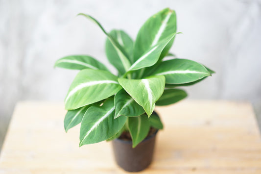 Spathiphyllum Silver Streak 'Peace Lily' - Greenly Plant Co