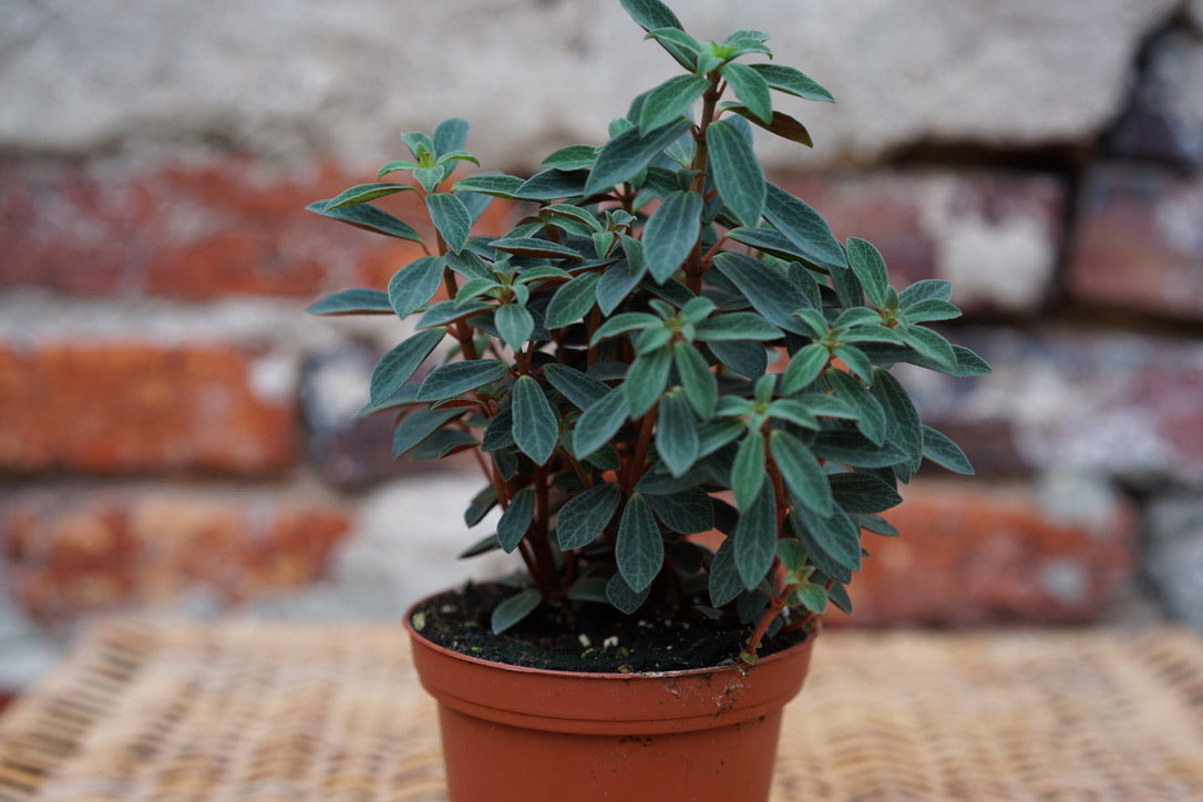Peperomia Rubella - Greenly Plant Co